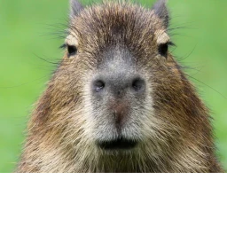 Scary Capybara. icon