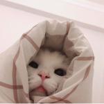 c:/:c
