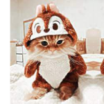 Cat~group