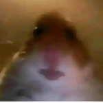 Die Hamstergang:D