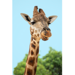 chloe’s giraffes!