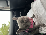 Bella’s club and her dog