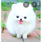 Adorable little pups