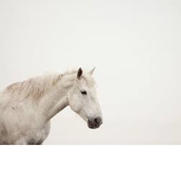 Sky Stable