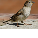 Bird Agents