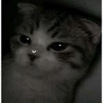 ʚ kittn ɞ