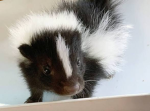 ~Glitter٭skunk~