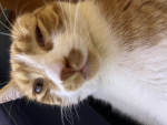 Zodiac sign kitty