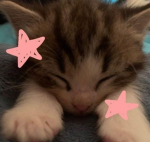 sillynikis