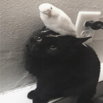  =＾• . •＾=
