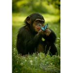 monkeys123