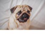 pug the builders epic server