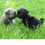 The Pug Group!!!!!