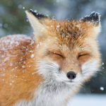 Creator FOX