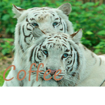 Tigers coffee ..