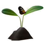Fresh Green Sprout with a Butterfly