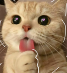 Feline Fam!