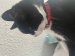 Cute_fox/cats,dogs_trixie
