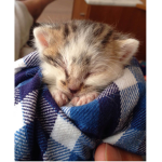 Cat rescue army
