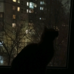Fllavy's cutie kitty