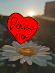 *Daisy city*