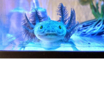 Axolotl angel