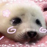 aoou