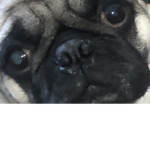 I drop my meat ball