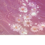 •мy ғlowerѕ•