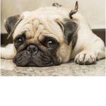 Pop it pugs