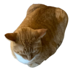 epic group of tacocat