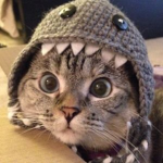 Pet Therapy