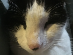smelly kitty group