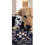 The dalmation pros