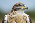 Club_Hawk