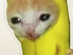 Banana cat family peyti