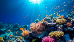 Stella’s ocean