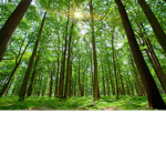 woods