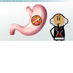 [❄]Gyrosphere/bus/car RideThrough Digestive System icon