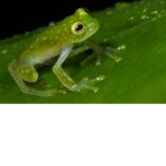FroggyGirlsPlayz