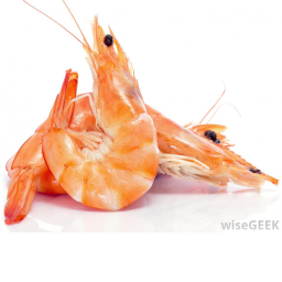 SHRIMPS VS FLAMINGOS