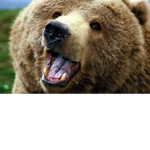 Bear God