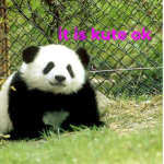 pandas are kute
