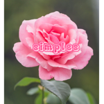 simples apparel