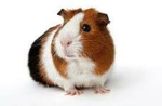 GUINEA PIG FAN YAS