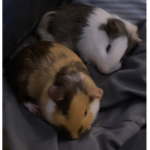 Guinea boys
