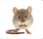 The squeaky mouse gang