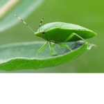 Veto's