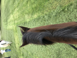 MAPLE SPRINGS EVENTING ACADEMY NO#1