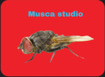 Musca studio